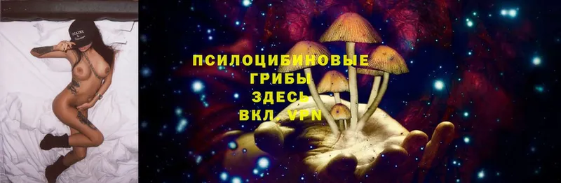 Псилоцибиновые грибы Psilocybe  где продают   блэк спрут ссылки  Кирс 